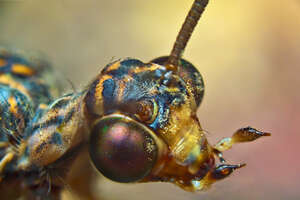 mierenleeuw