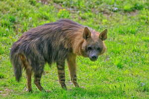 bruine hyena