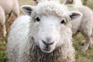 schaap