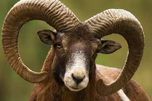 steenschaap