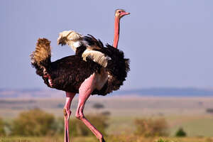 struisvogel