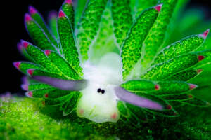 zeeschaap